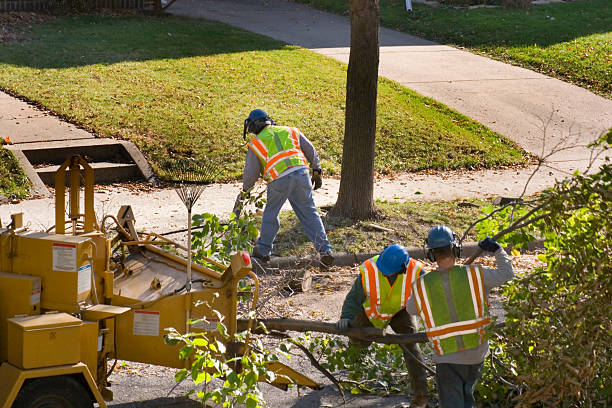  Central City, NE Tree Care Services Pros