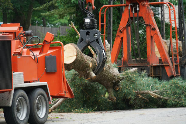 How Our Tree Care Process Works  in  Central City, NE