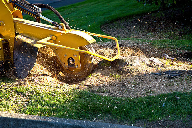 Best Seasonal Cleanup (Spring/Fall)  in Central City, NE